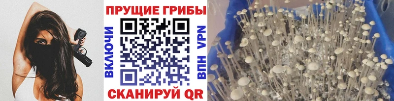 Псилоцибиновые грибы Psilocybe  Всеволожск 